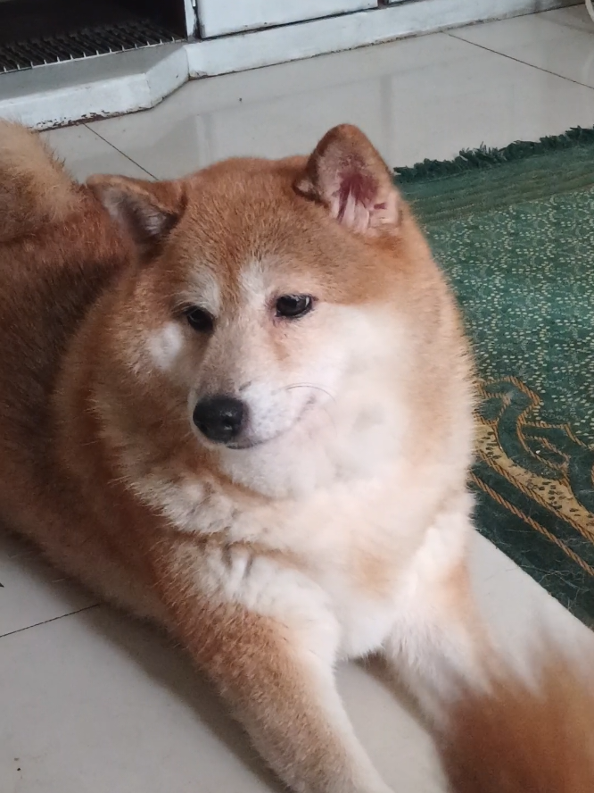 @Cosmos🐕 Maui🐶  Aurora🦊