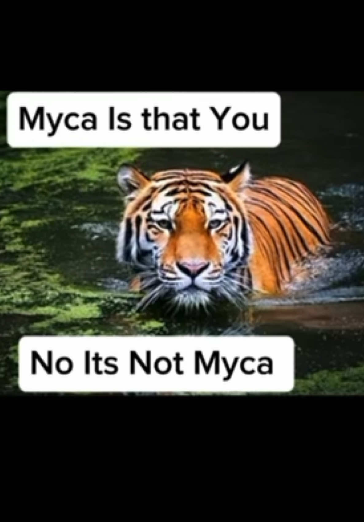 @Captain Fox Umka