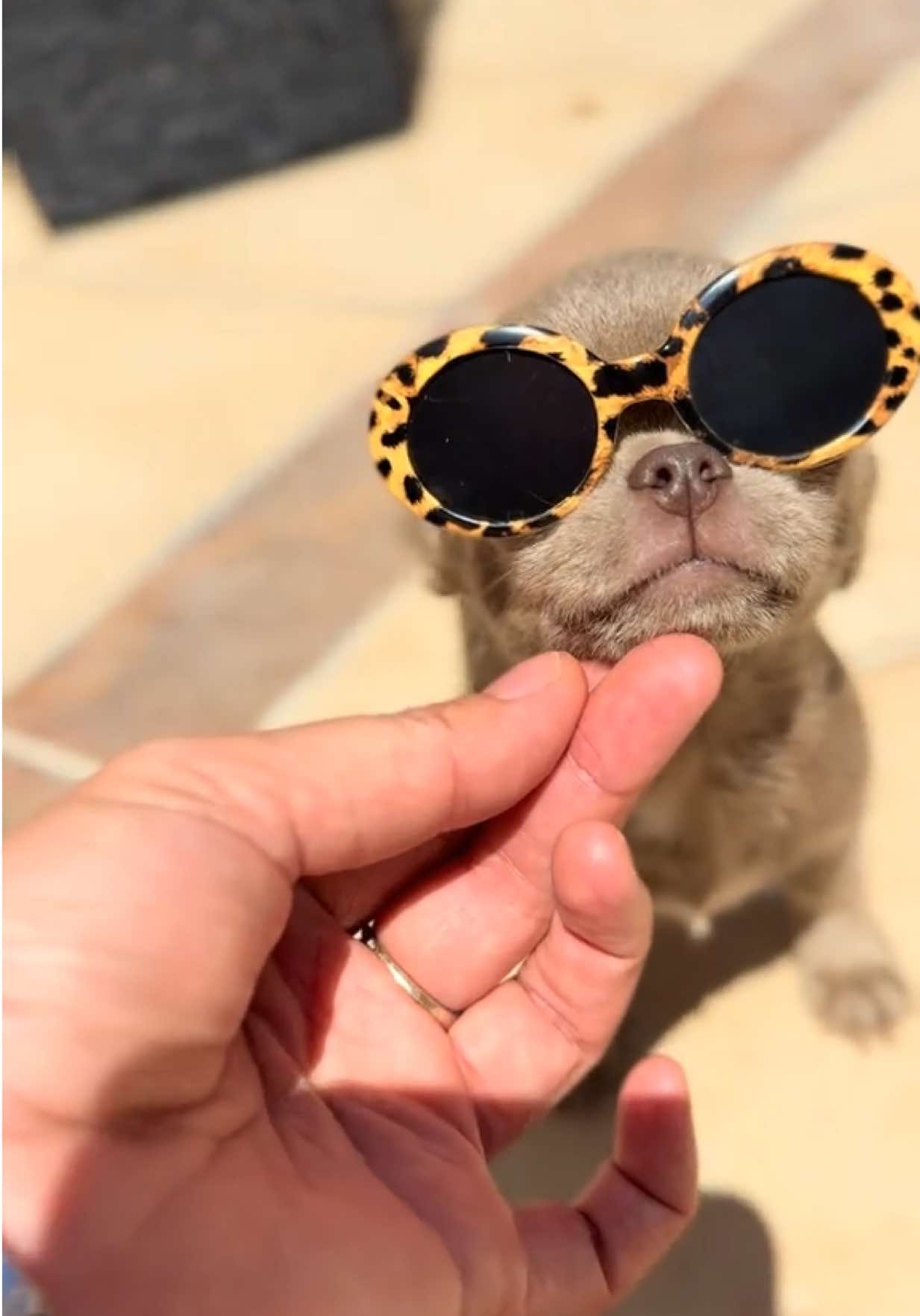 @teacupchihuahua