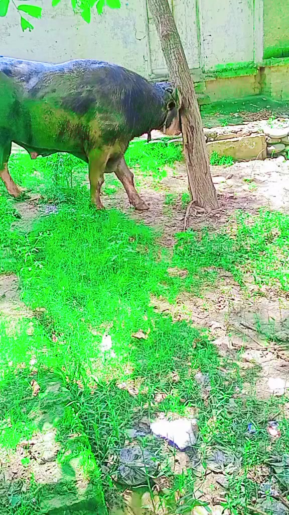 @ASAD Sarkar123