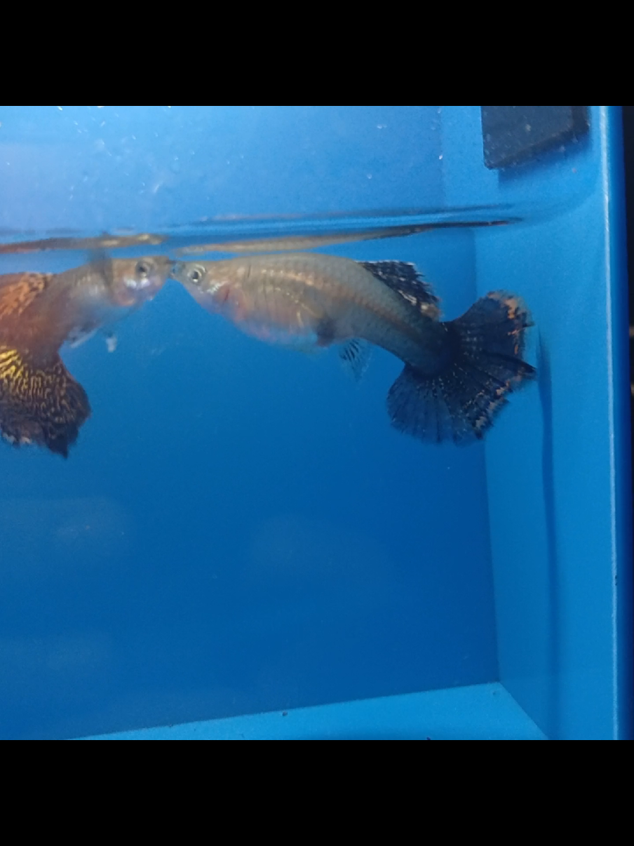 @Ga Guppy Farm