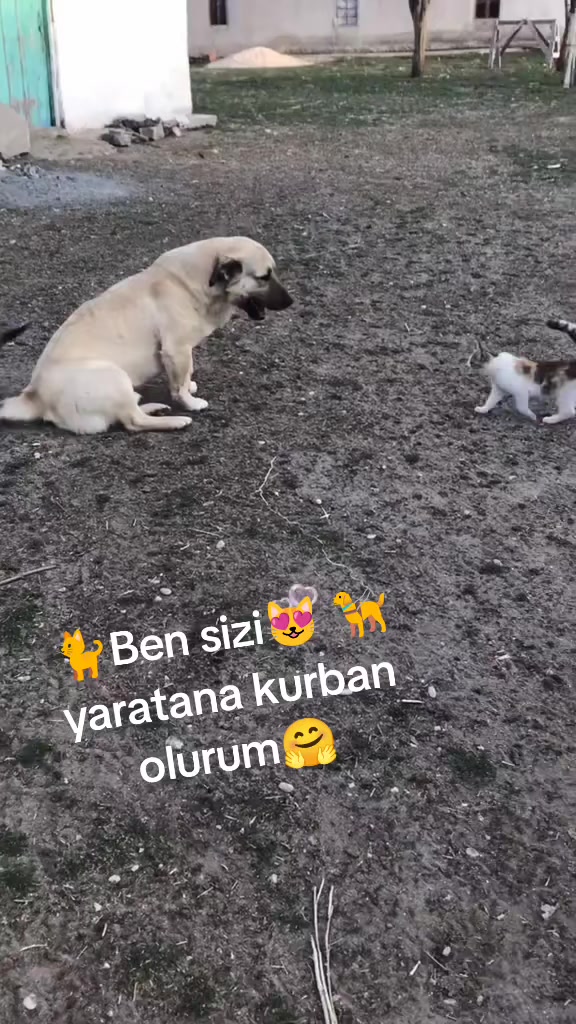 @💞S̴E̴V̴D̴A̴ ̴💞KEDİ💞