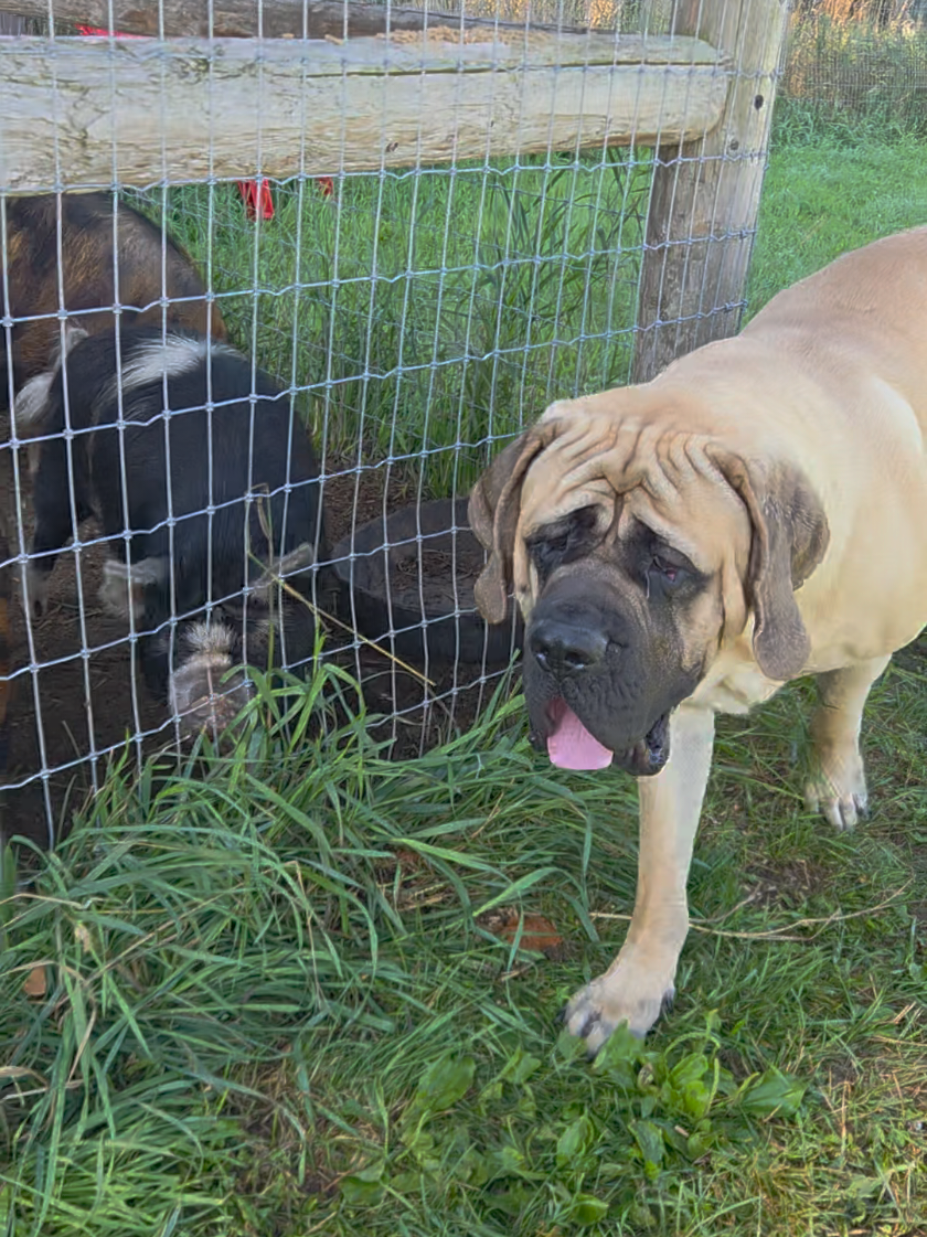 @Maple Mastiffs