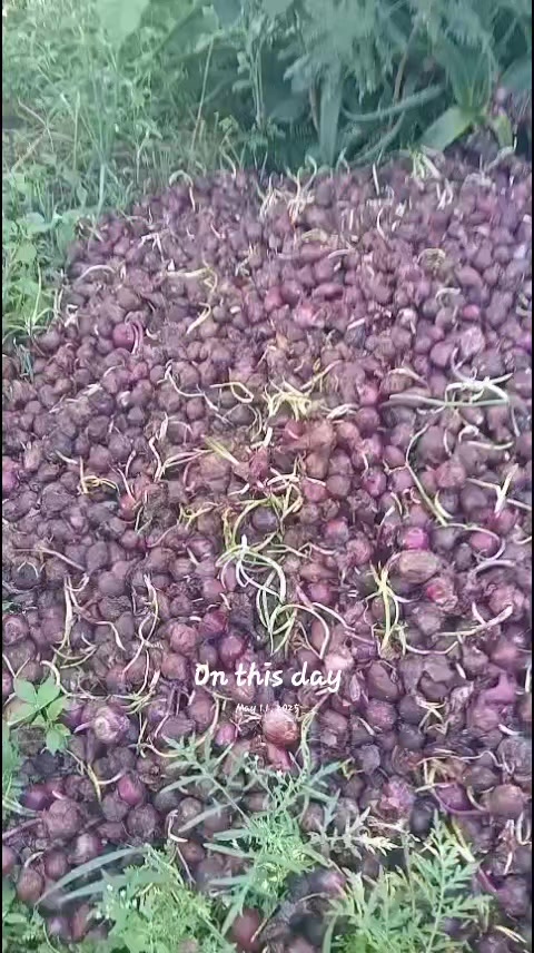 @Agri-Irrigation Africa Limited