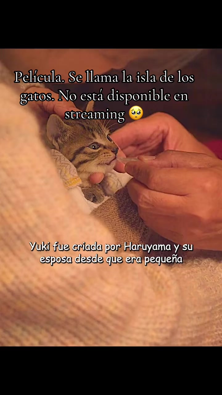 @licy385