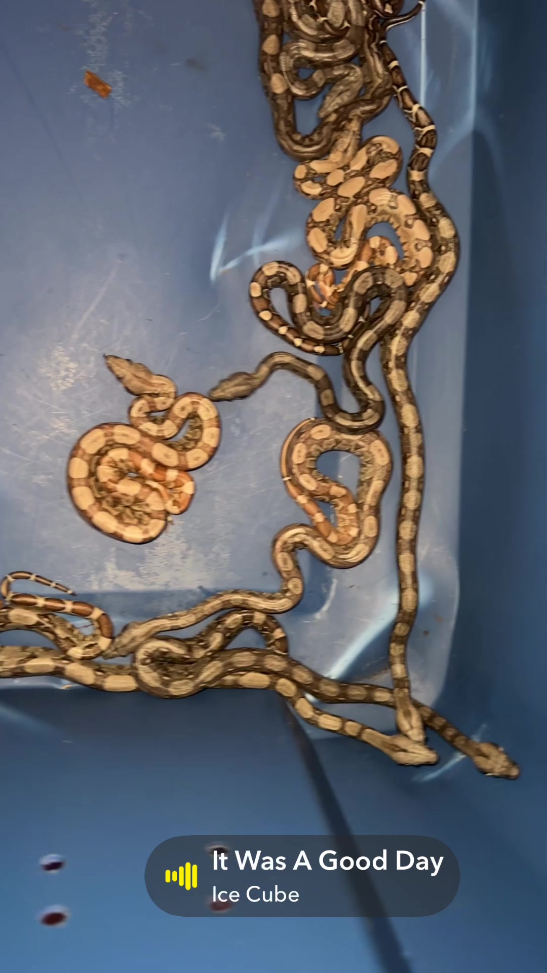 @A&L Reptiles