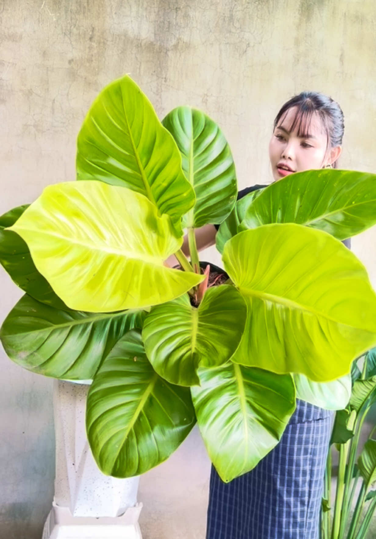 @Tiệm Lá Nhỏ
