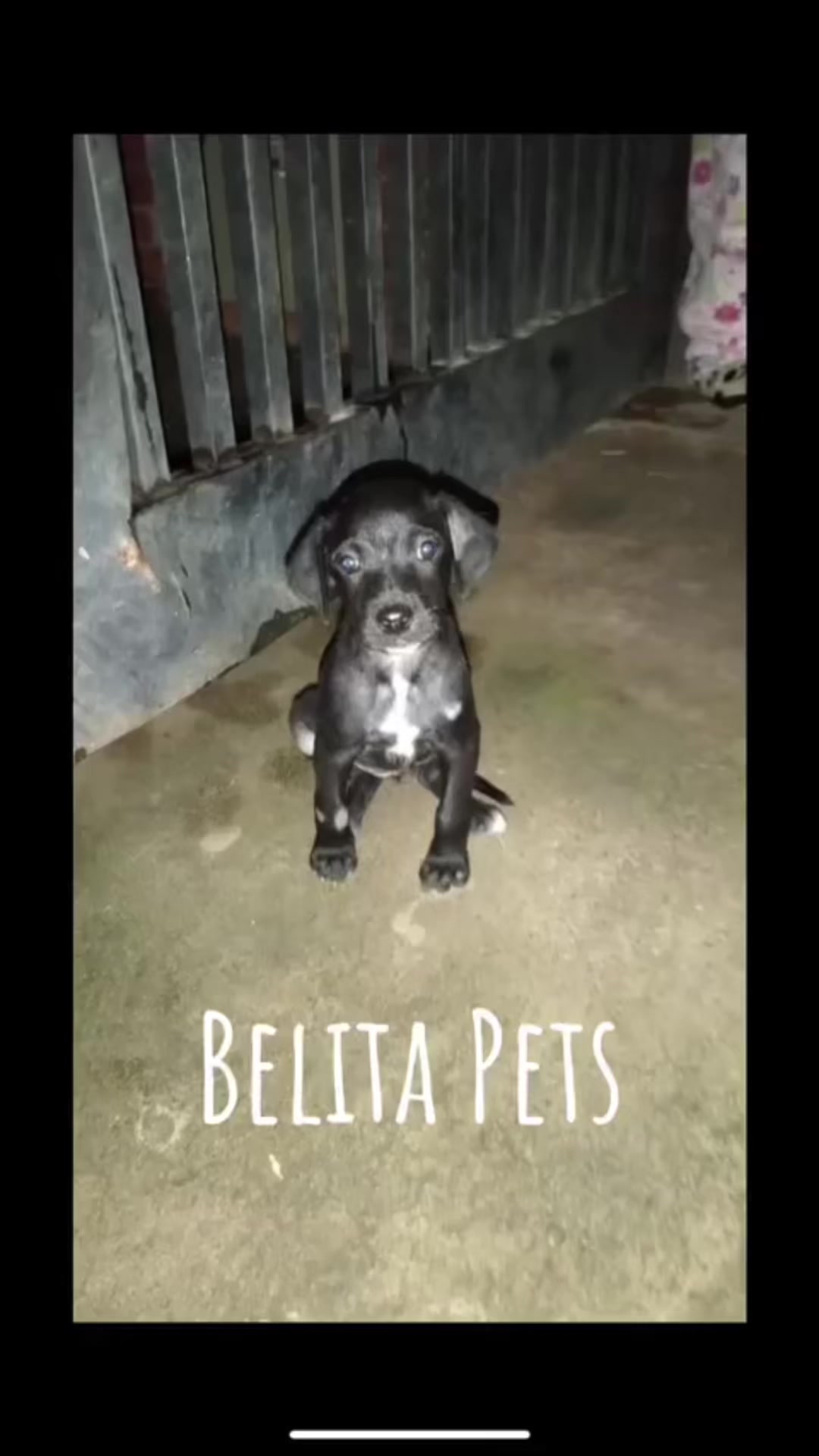 @BelitaPets
