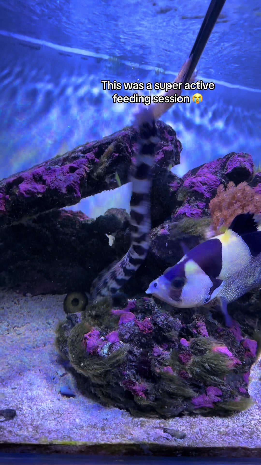 @ReefSync