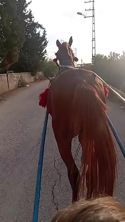 @elisa halat01