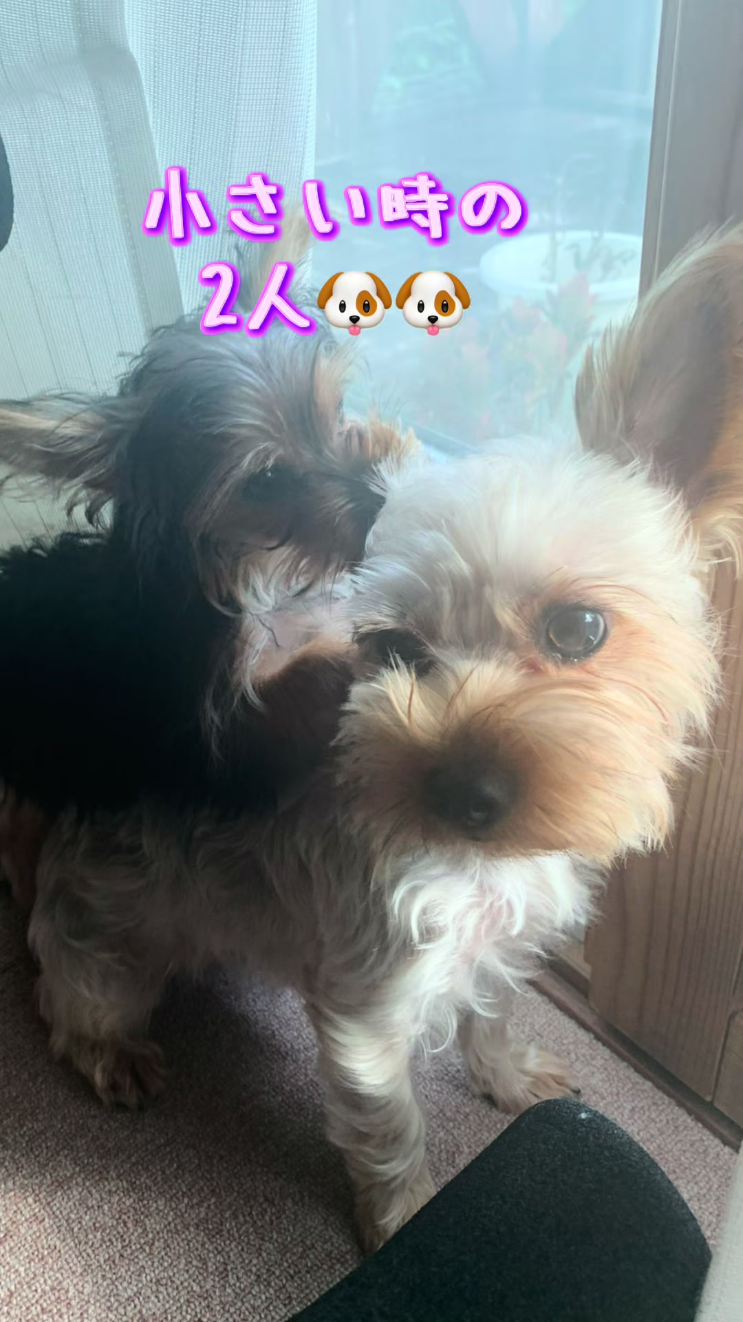 @🎀 ヨーキー のJulie and tia 🎀