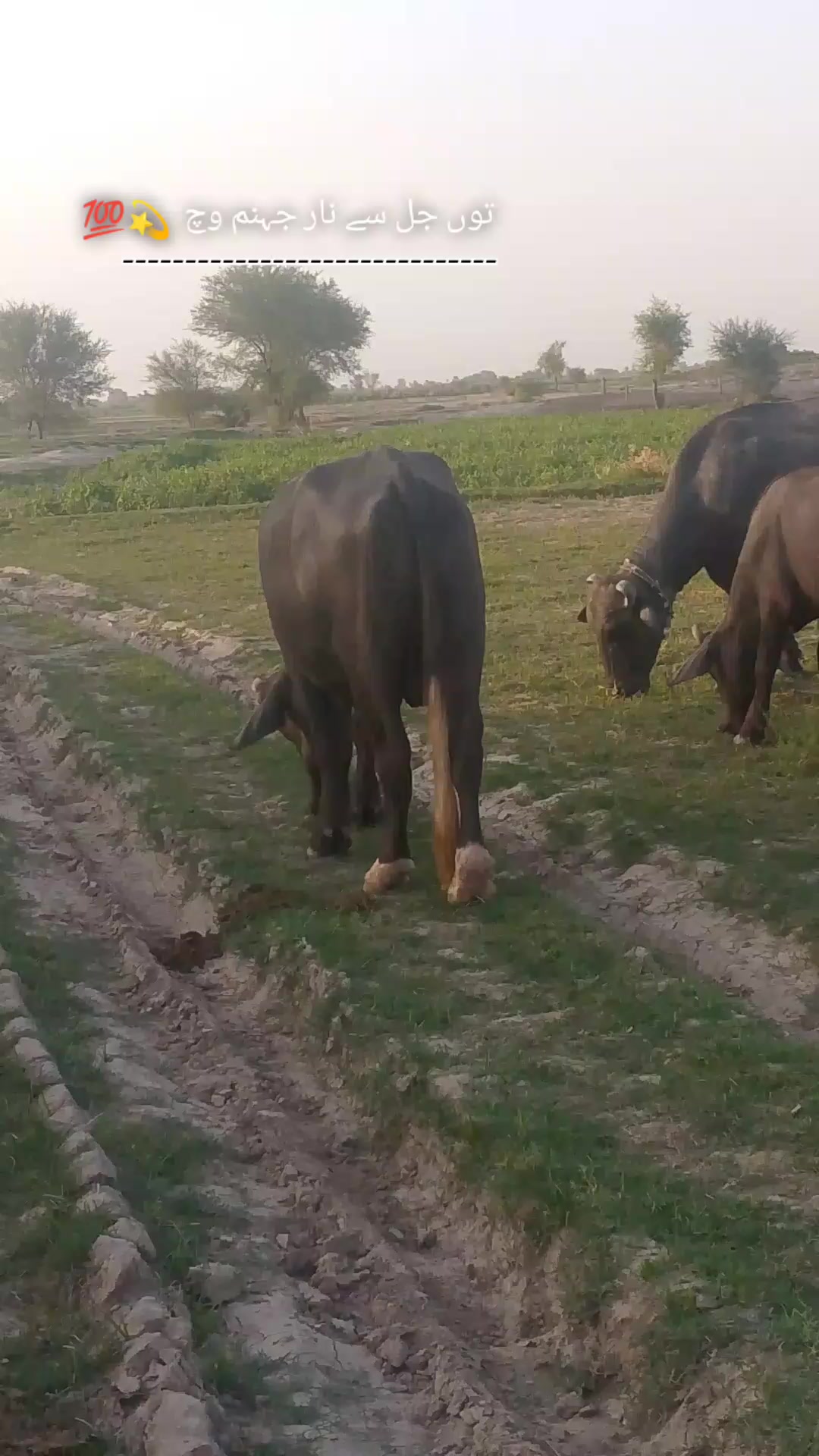 @بھٹی جوآنے آلہ