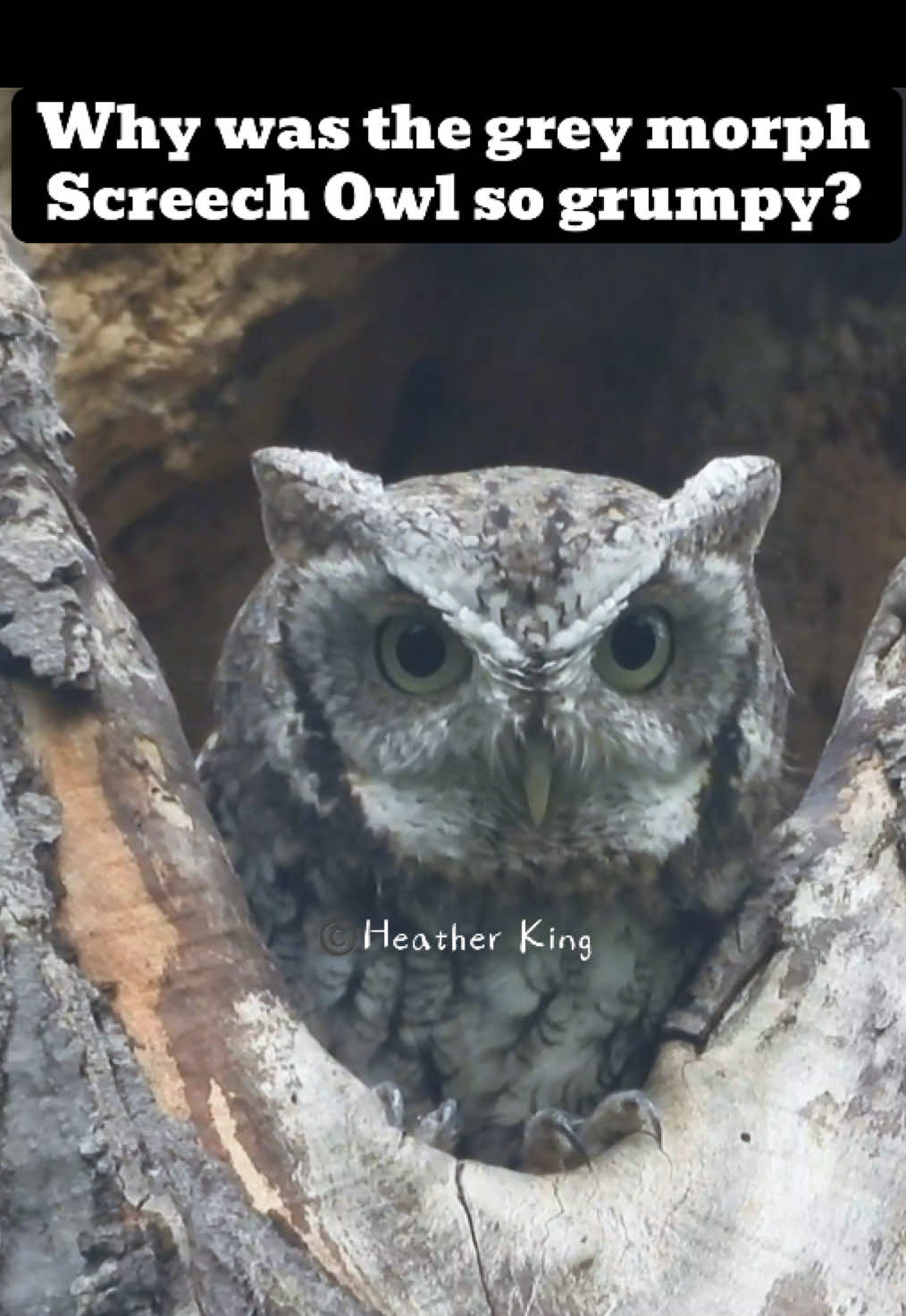 @Theeowlqueen🇨🇦