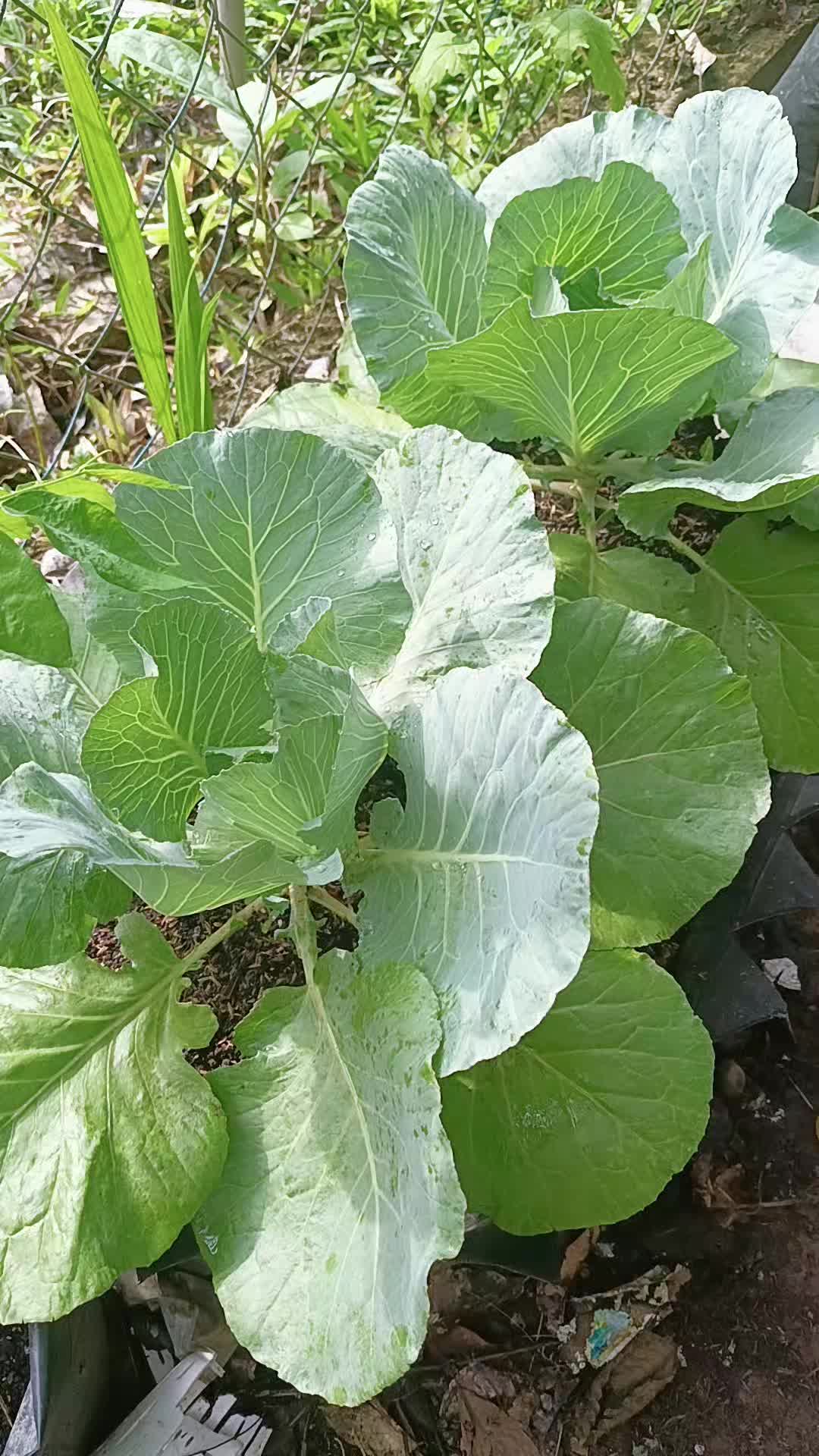 @🌱 Jom Berkebun 🌱