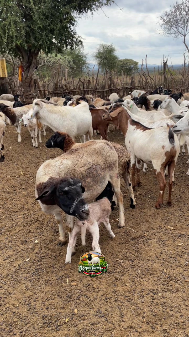 @DorperfarmsKE