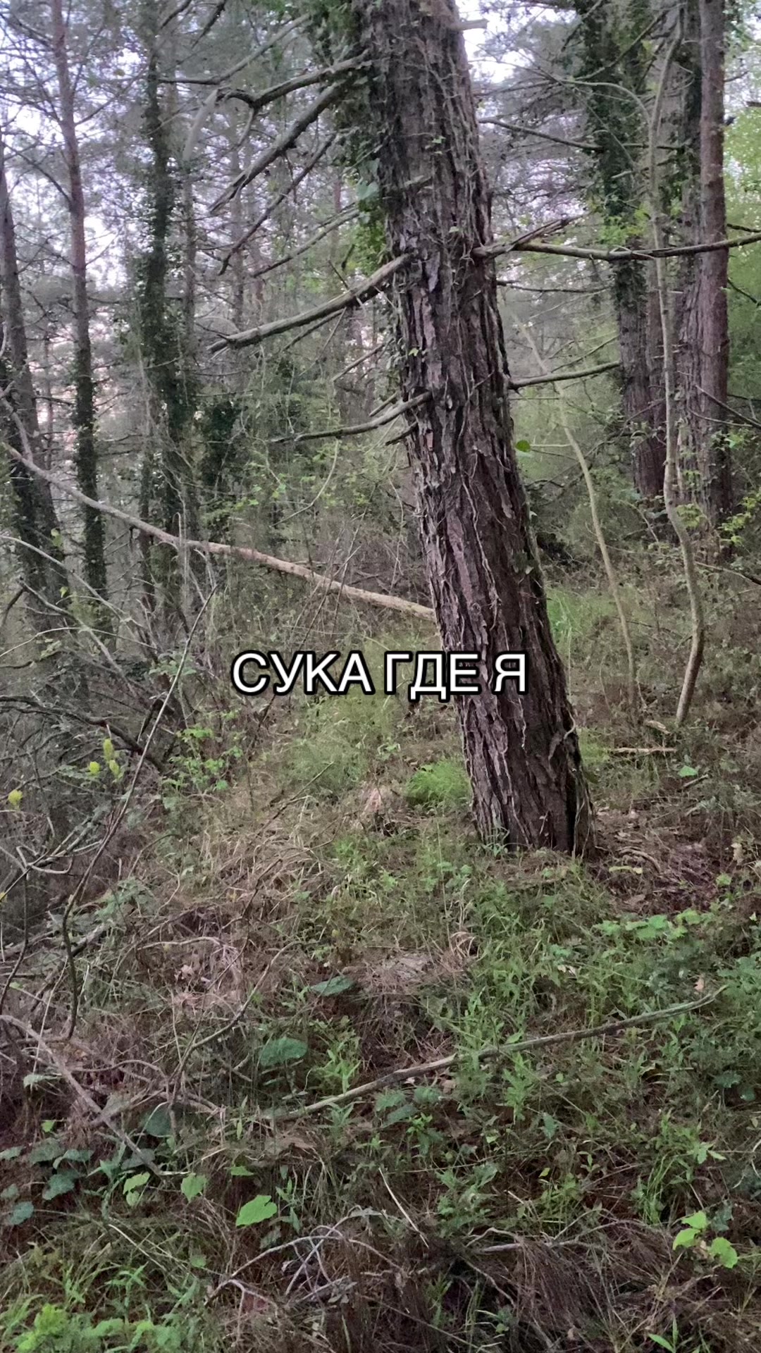 @Varula