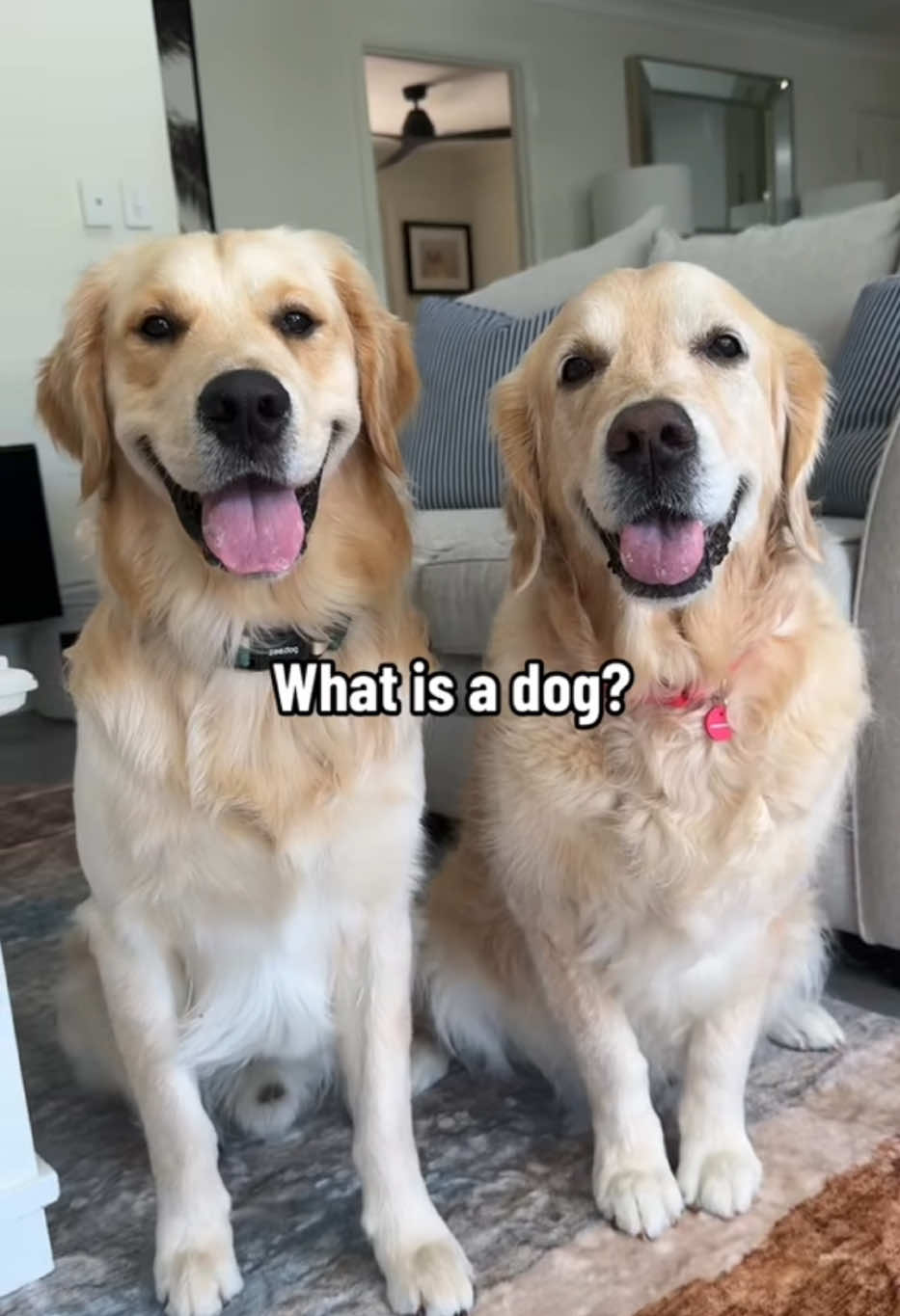 @lunas_golden_life