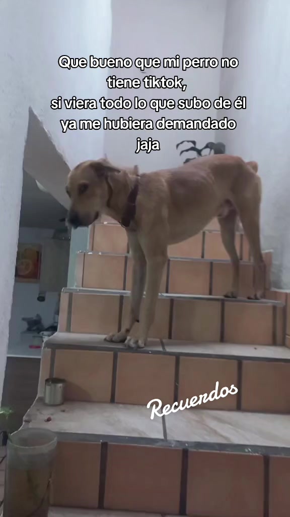 @BorderQueen 👸❤️🩹🐶