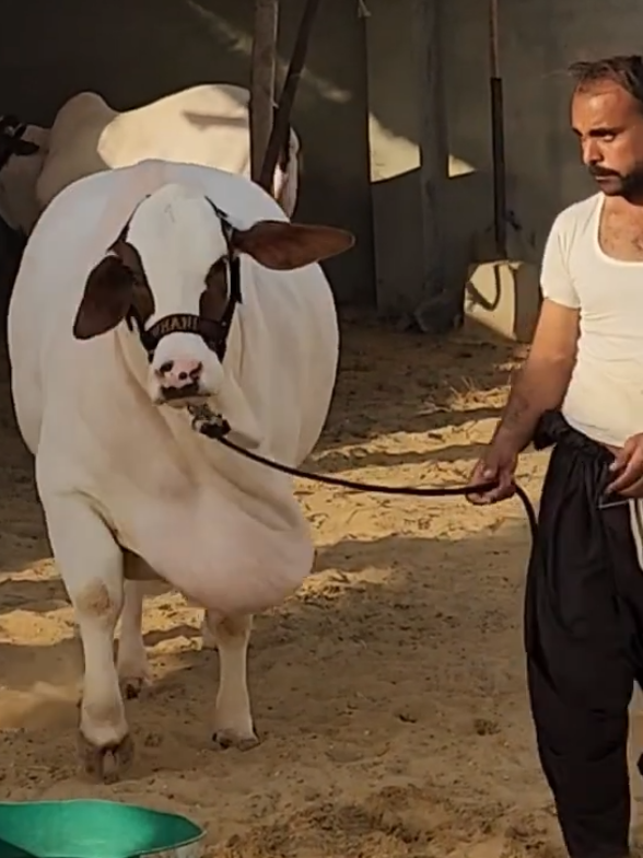 @Karachi Bull lovers