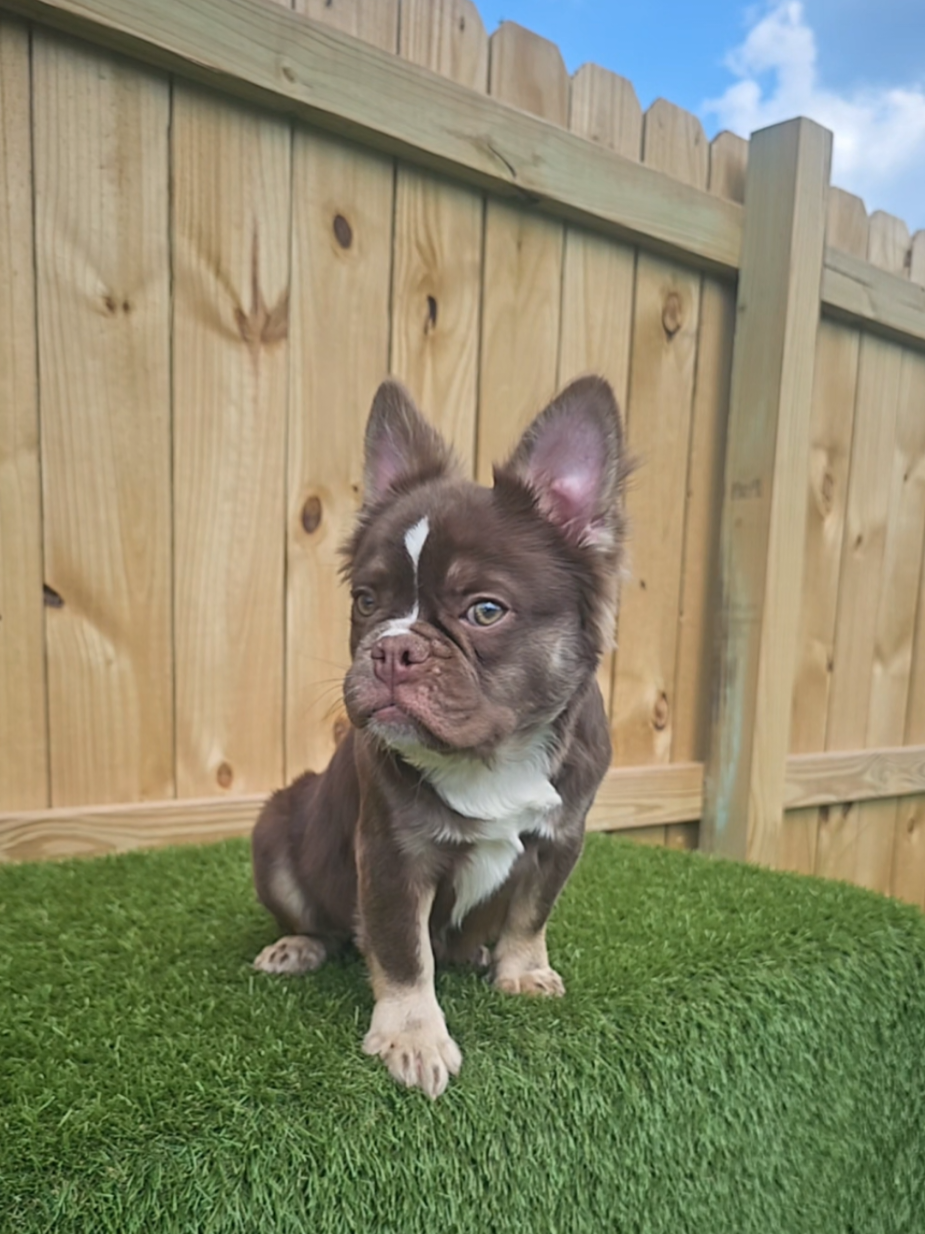 @Diamond State French Bulldogs