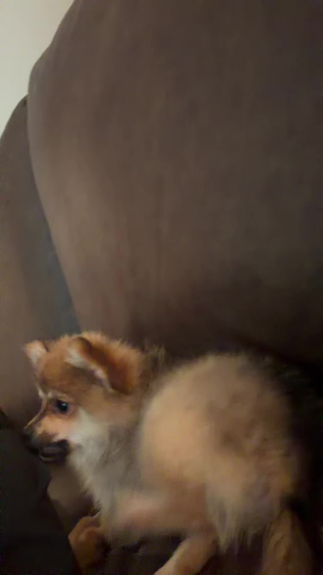 @benzoluv3r