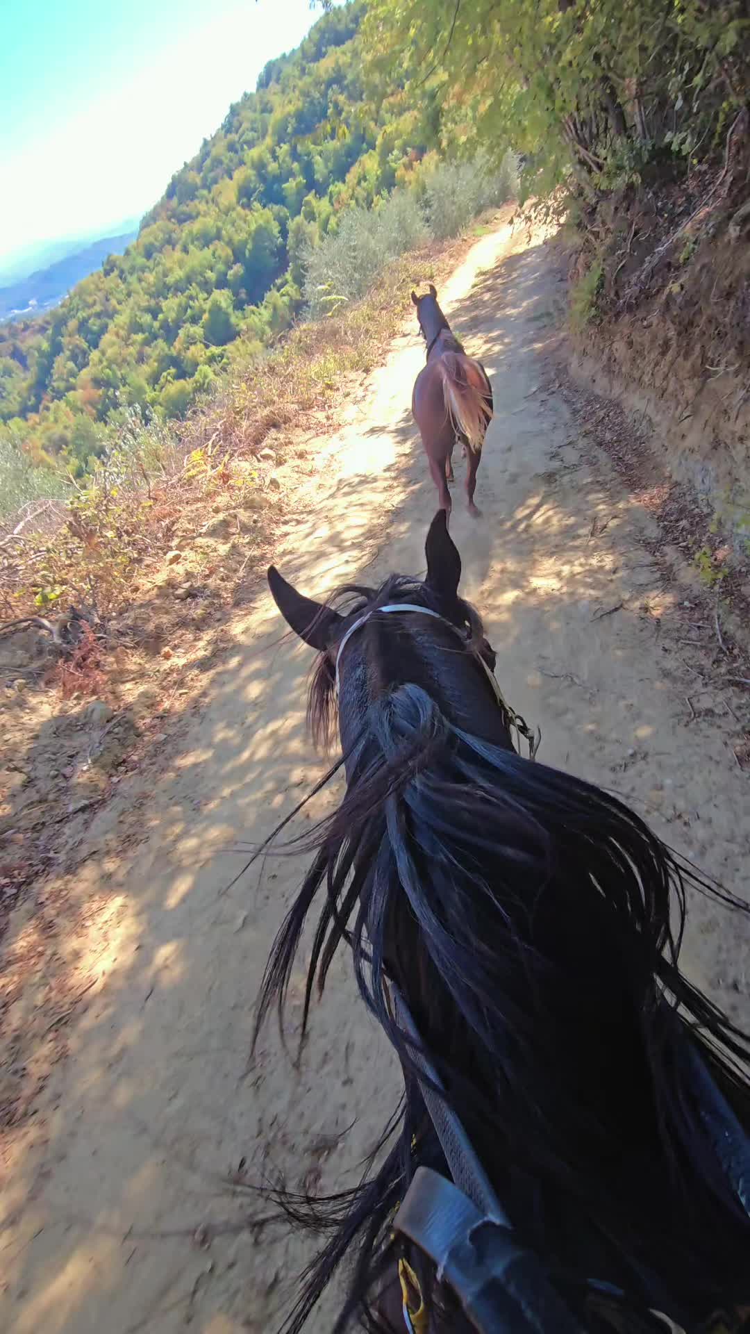 @Horse Training Center Albania