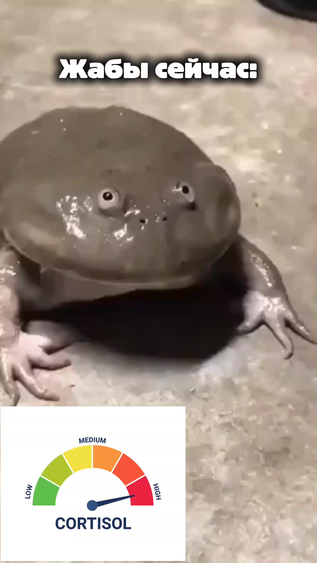 @Acrolog🦎🌱