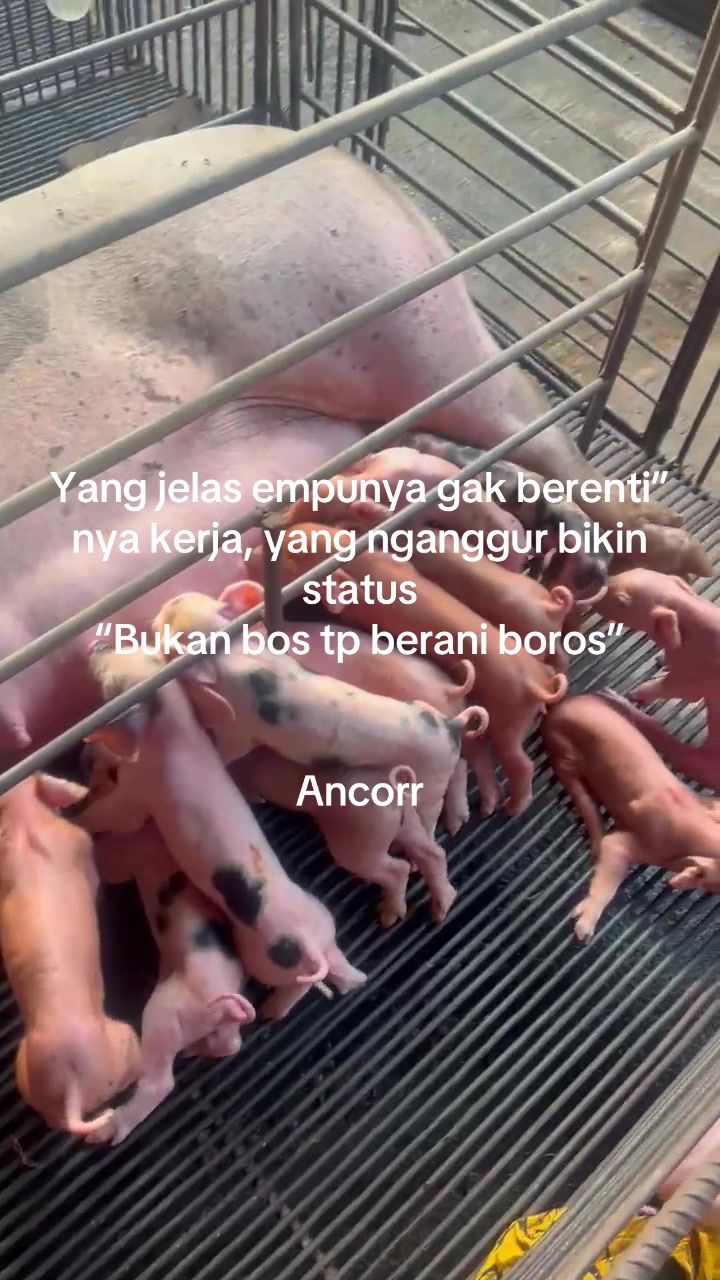 @Twinspiggyfarm01