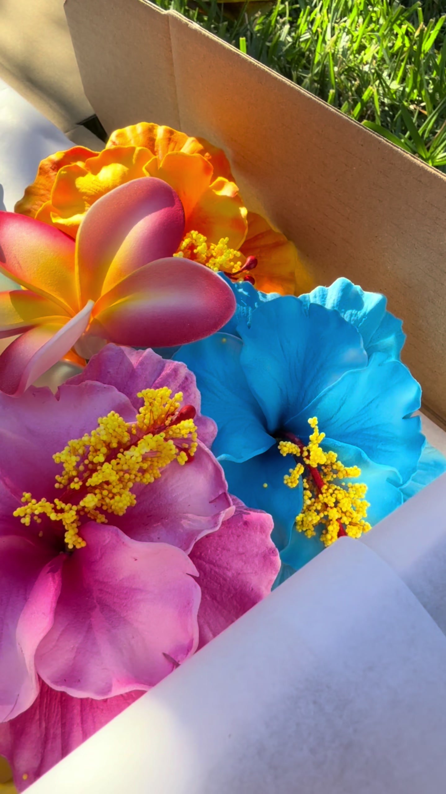 @Island Aesthetica 🌺 Pasifika