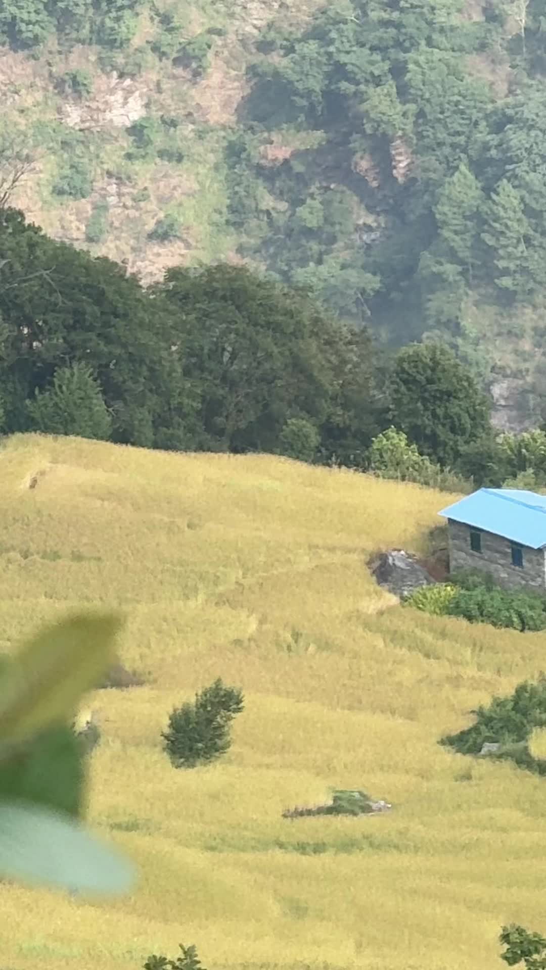 @Routine Of Myagdi Banda