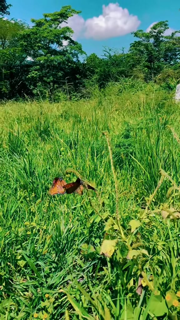 @Nature☘️🍀🍃🍁🌿