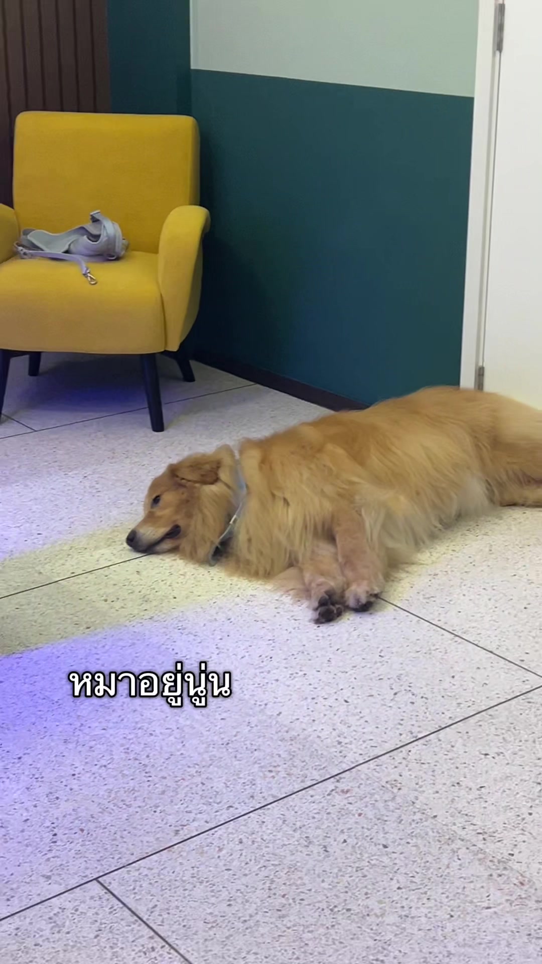 @ตินติน โกเด้นตาเหล๋
