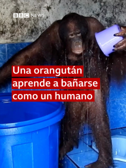 @BBC News Mundo