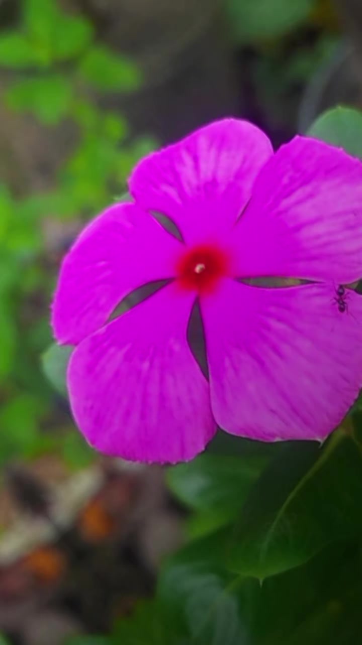 @दर्लामी निर्मला