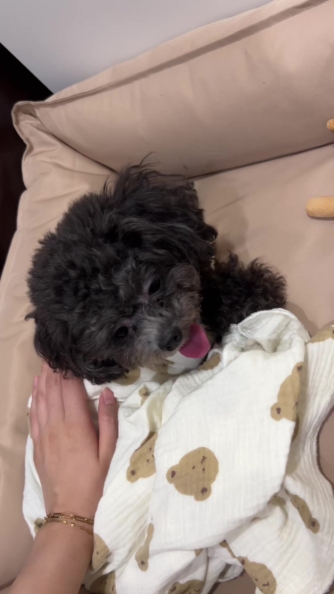 @chippi the poochon