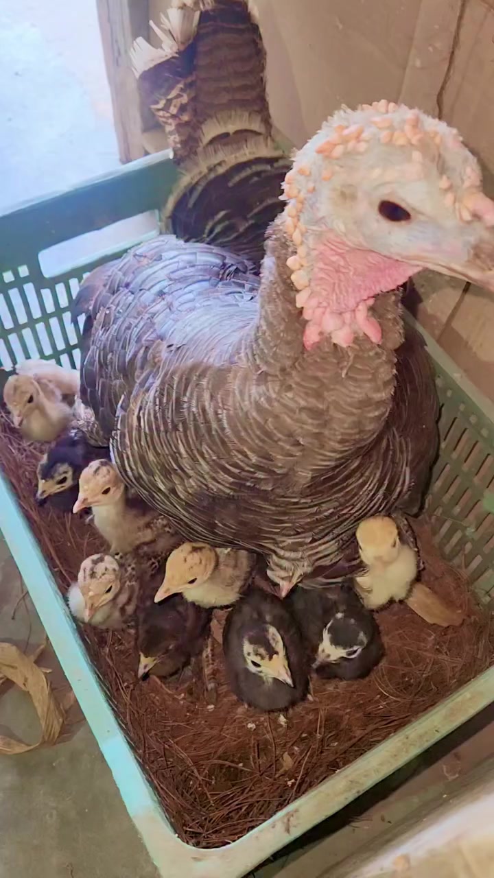 @Chicken ornamental Farm