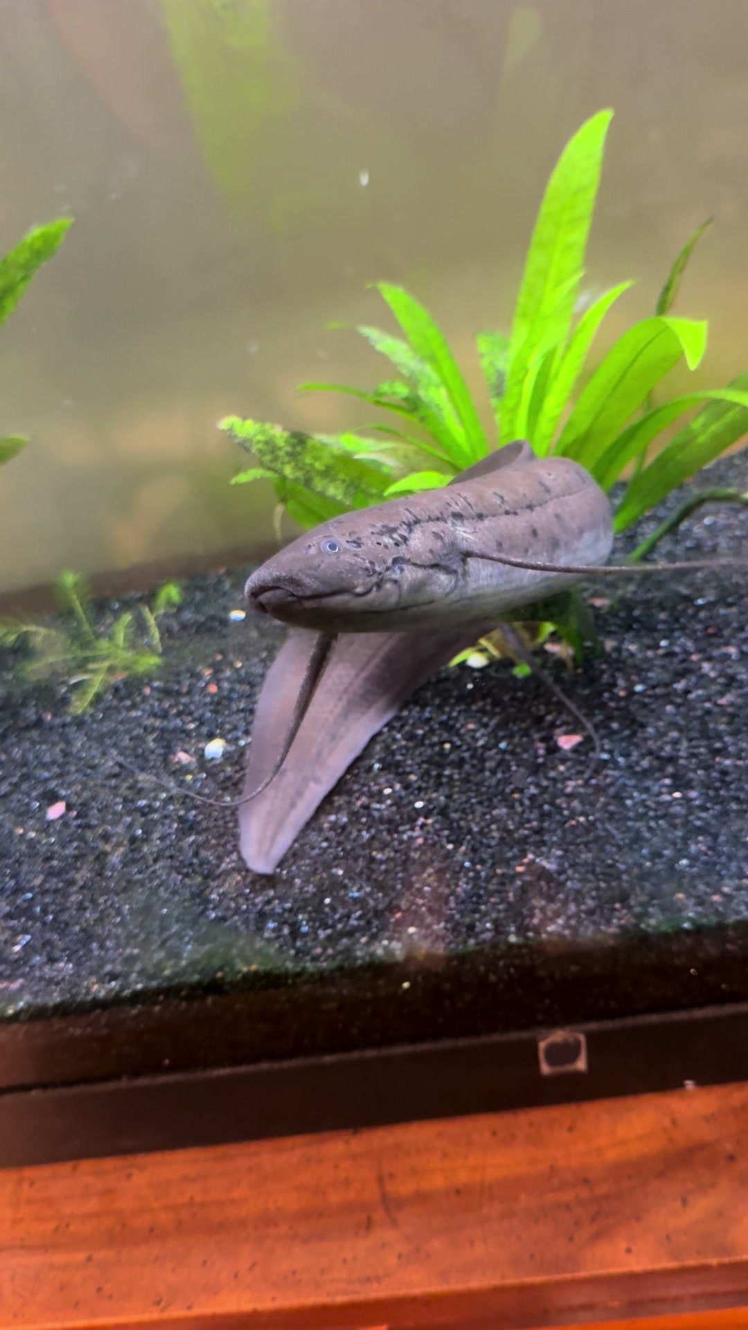 @fishdaddy2002