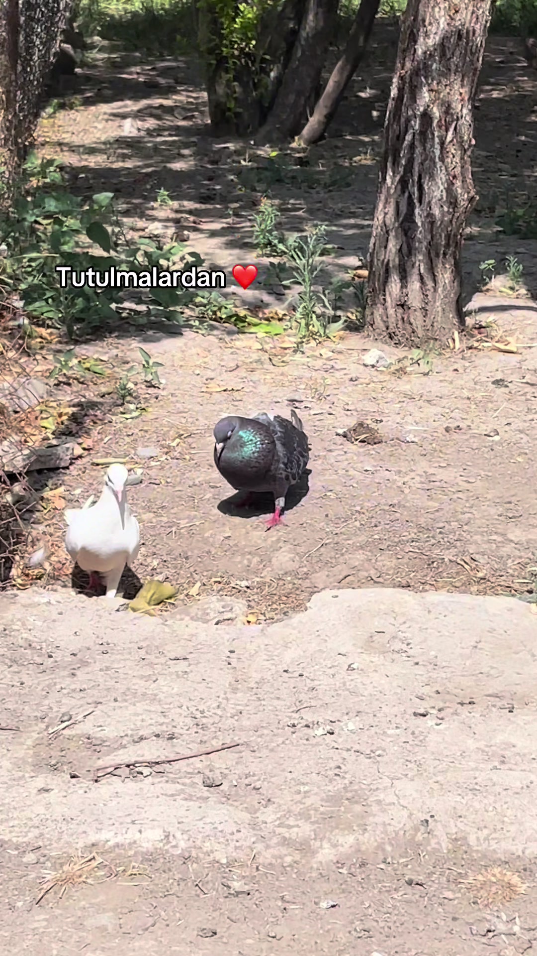 @𝗧𝗲𝘇𝗲 𝗠𝗲𝗵𝗹𝗲 🕊️