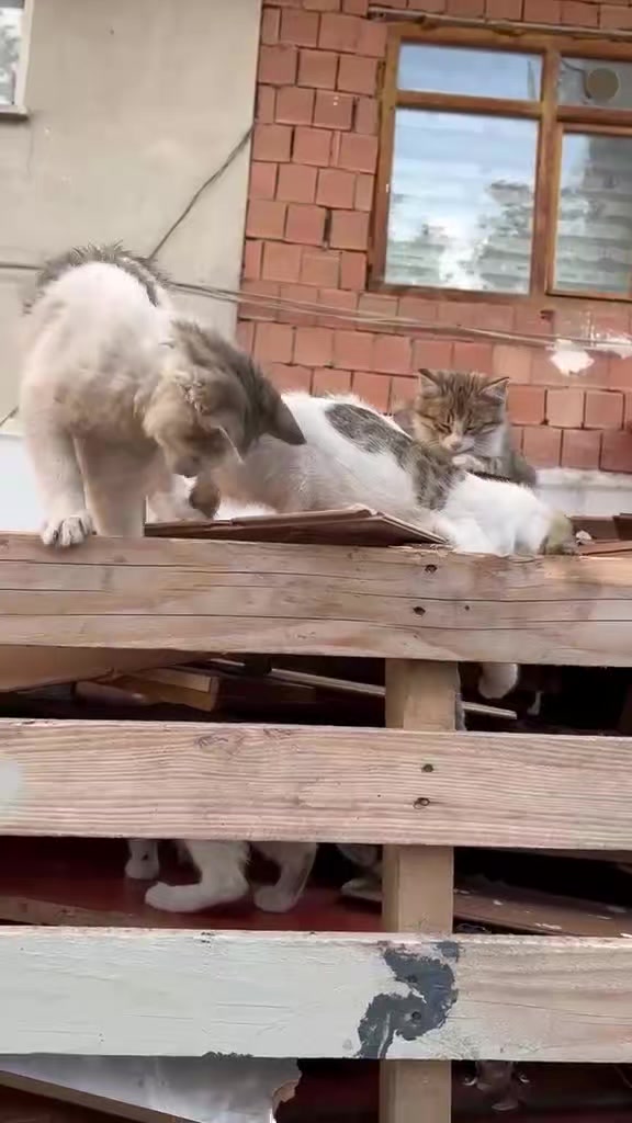 @MAVİİ🐾ALİŞŞ