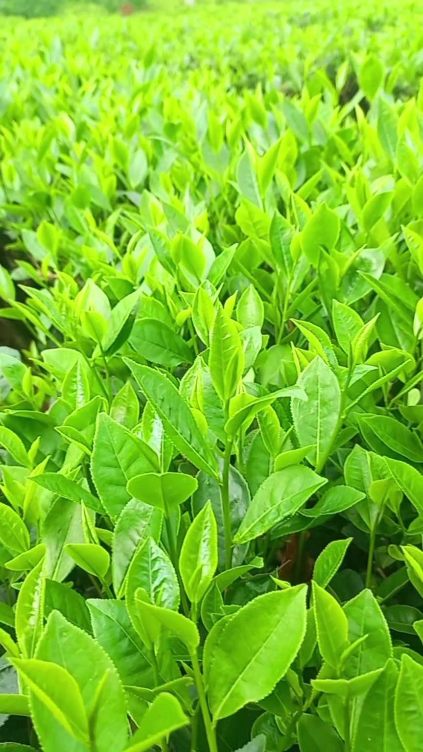 @Đ&ocirc;ng y VŨ VĂN D&Acirc;N