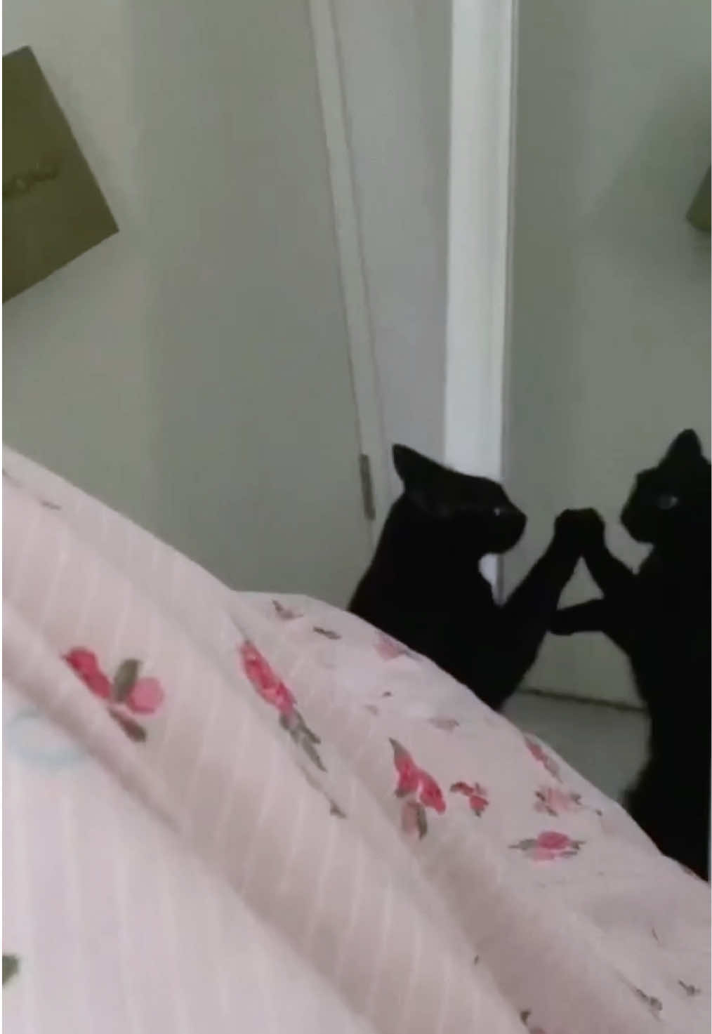 @🌧️🌷🐈⬛