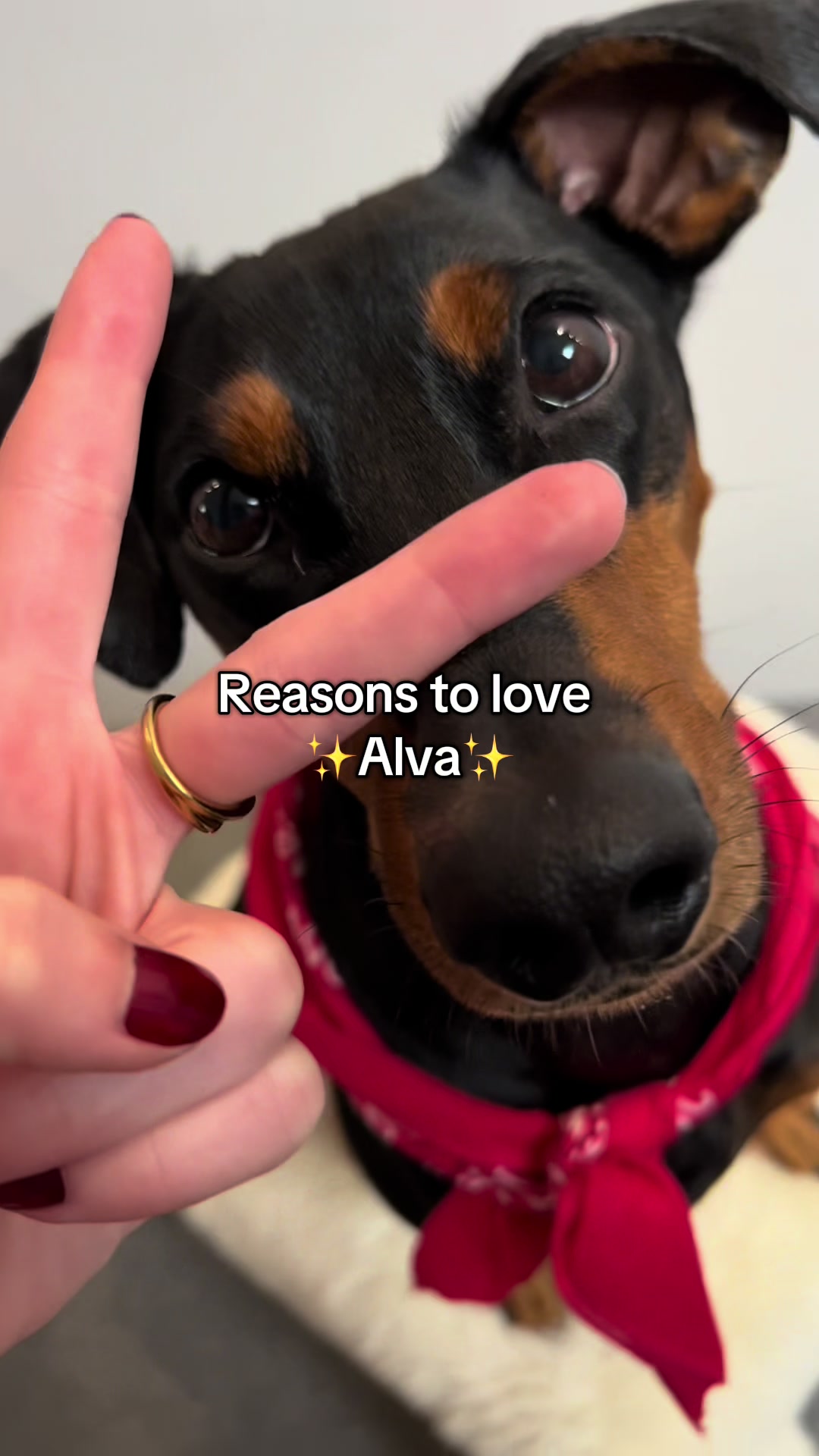 @AlvaTheHotDog