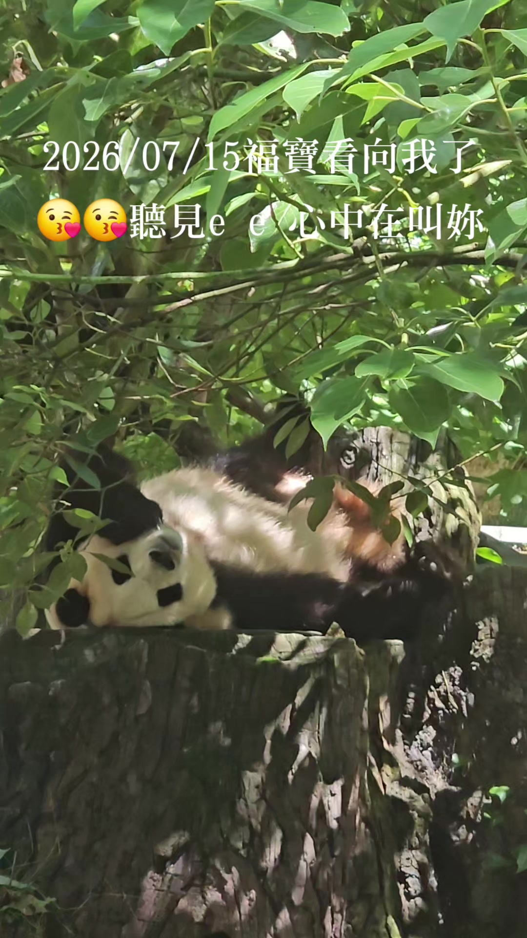 @福寶需要愛的抱抱