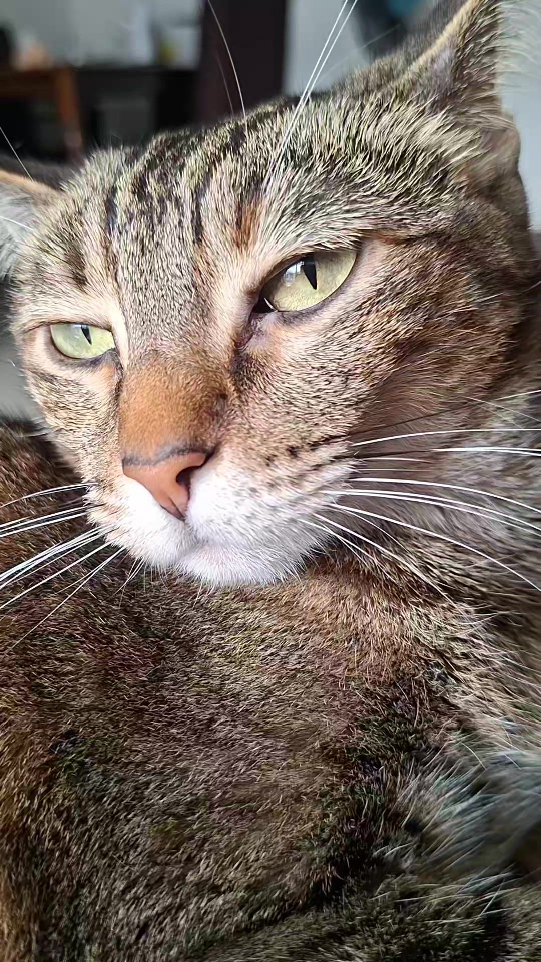 @KAI 🐈 Y LUA🐈⬛