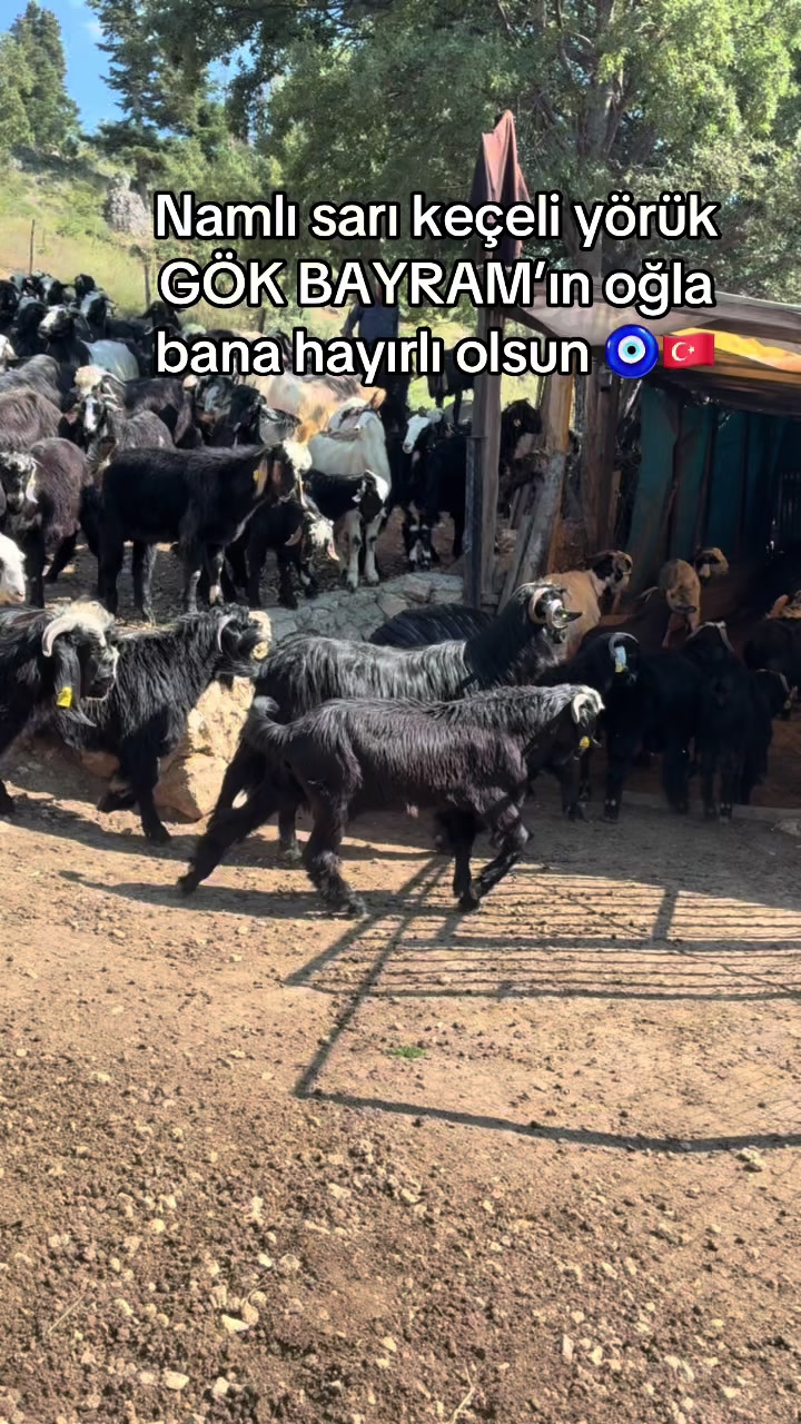 @46 cuma