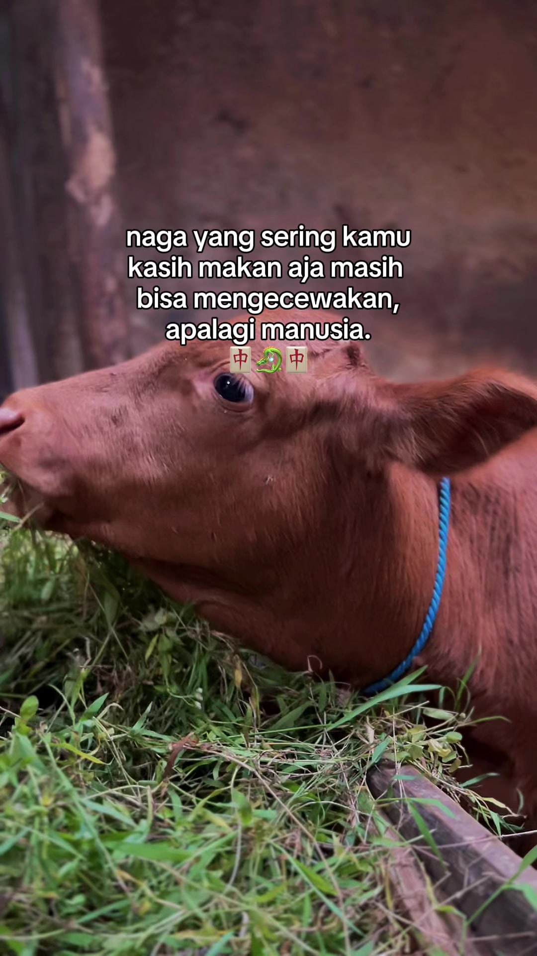 @lembu_simbah