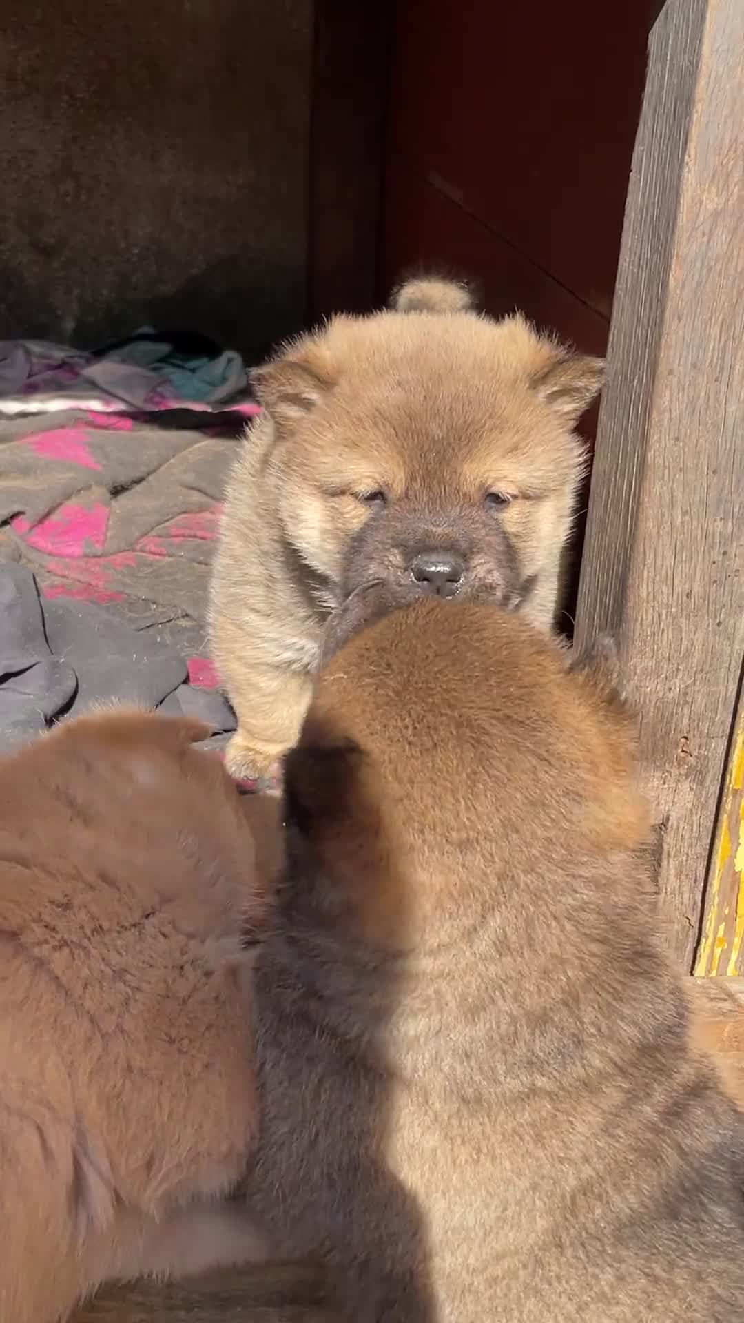 @MeowWoofMoments