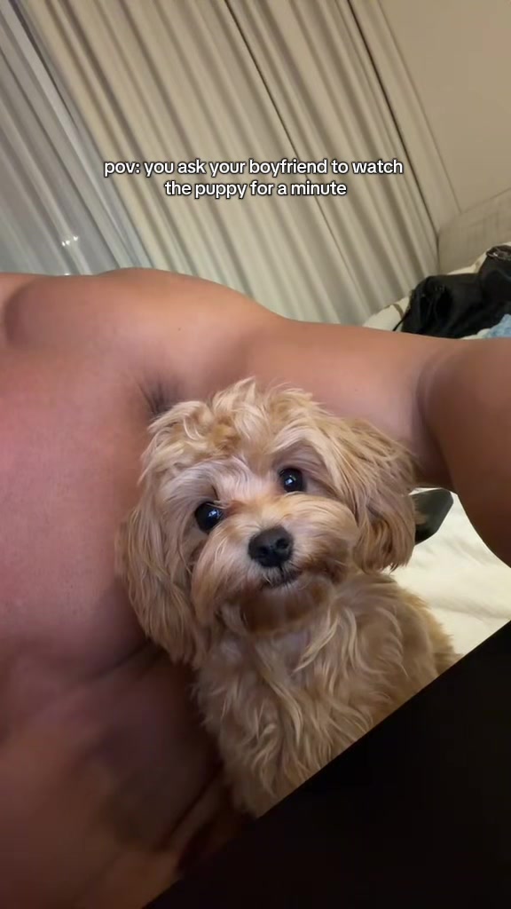 @Mochi the Maltipoo 🐻