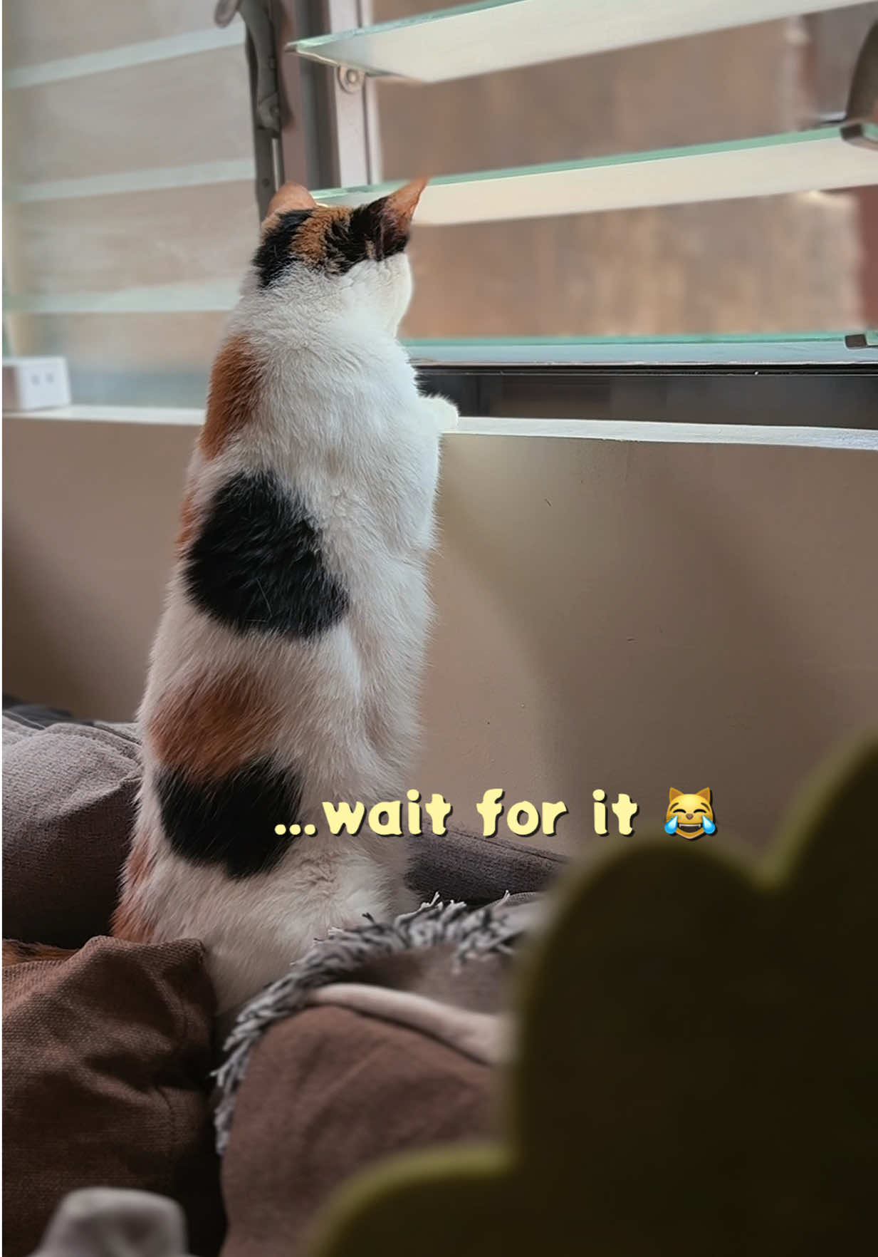 @furg𑄝ds ⚞ •⩊• ⚟