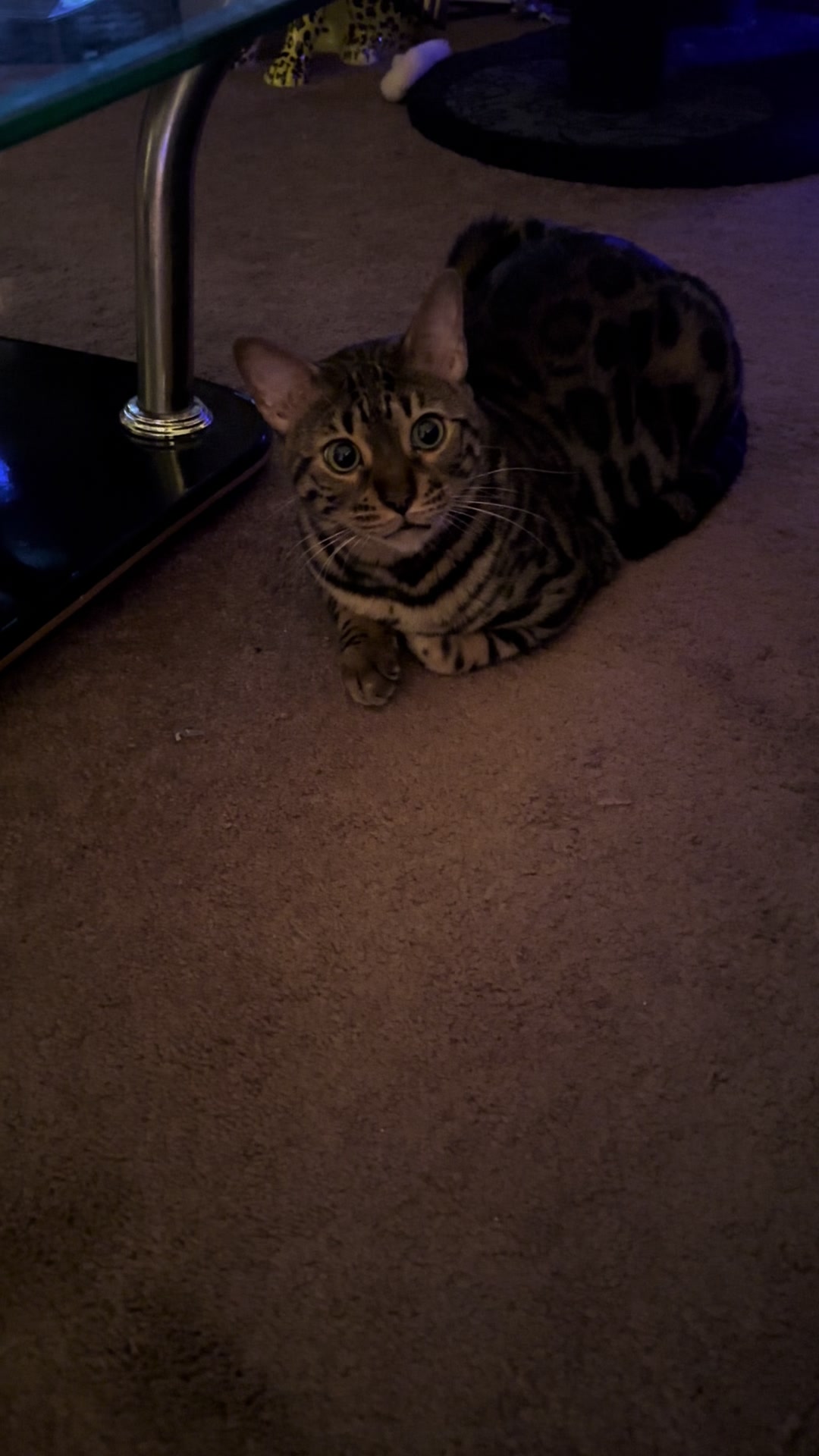 @Tiny Leopard Cats
